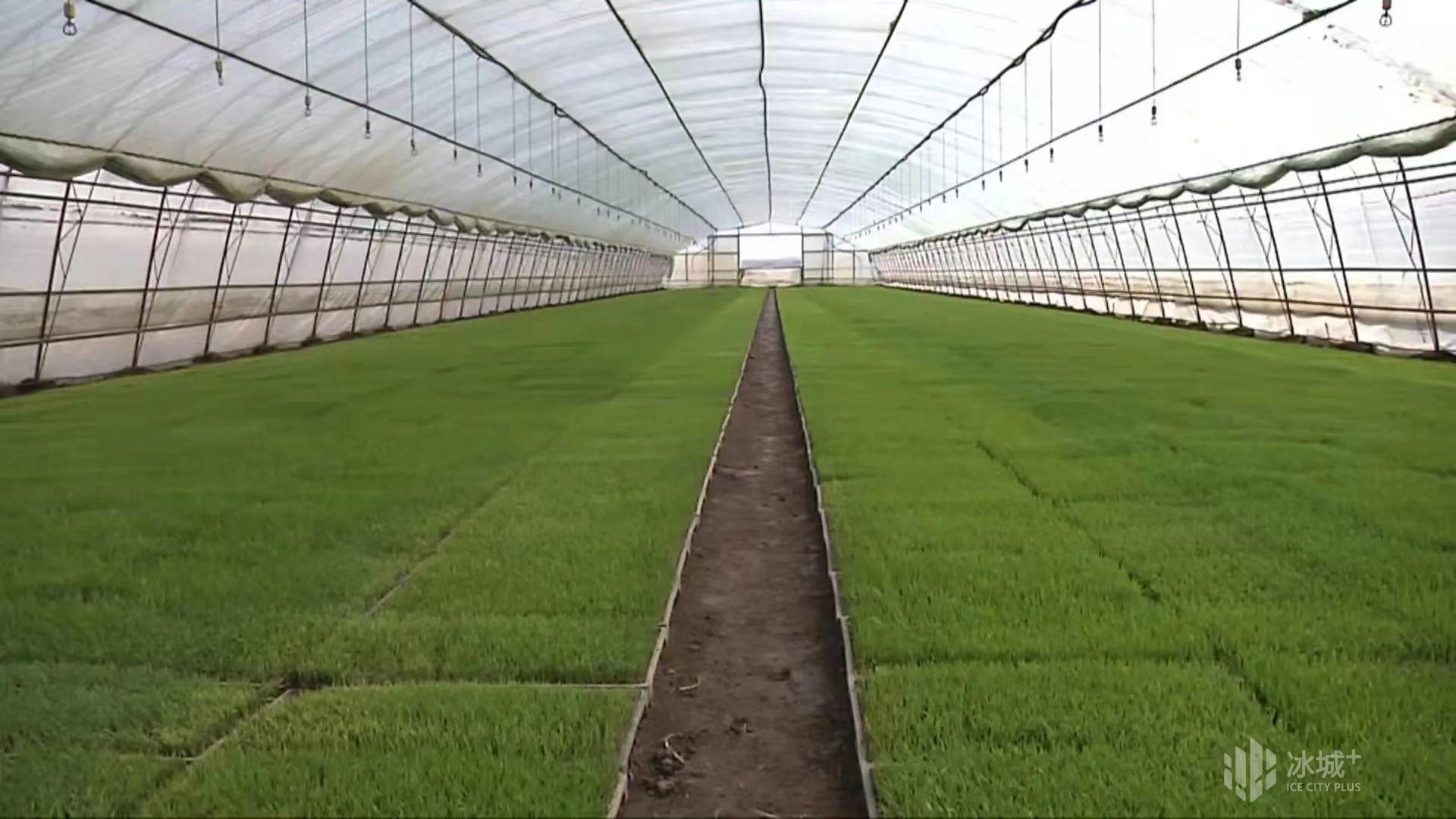 盛昌種業幫您解決水稻苗床各種問題 - 美篇