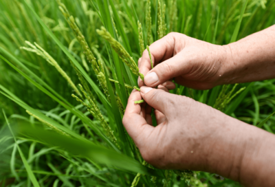 種業越來越"香"!但這事不能盲目&rarr;