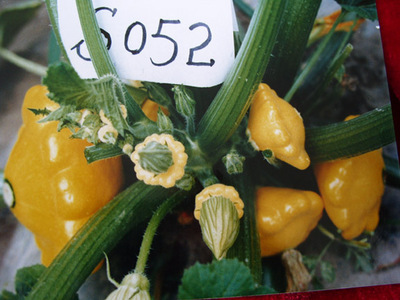 金飛碟-西葫蘆種子,酒泉市三禾種業有限責任公司, 中國蔬菜網產品庫