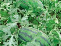 河南歐蘭德種業(yè) 科技創(chuàng)新引領現(xiàn)代農業(yè)發(fā)展