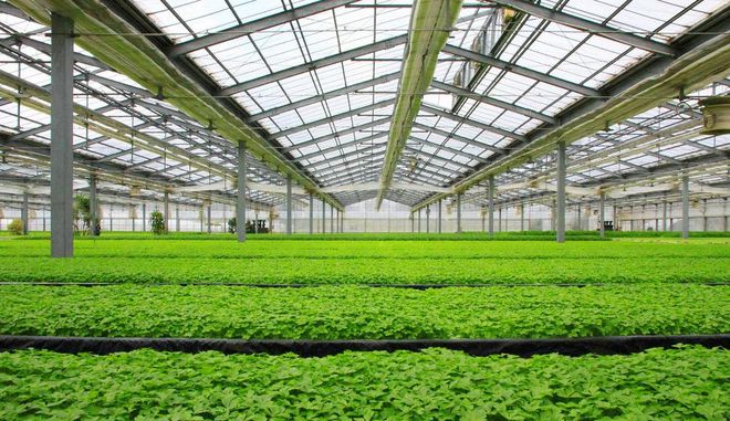 種業(yè)商務(wù)網(wǎng) 現(xiàn)代種業(yè)發(fā)展的數(shù)字化引擎