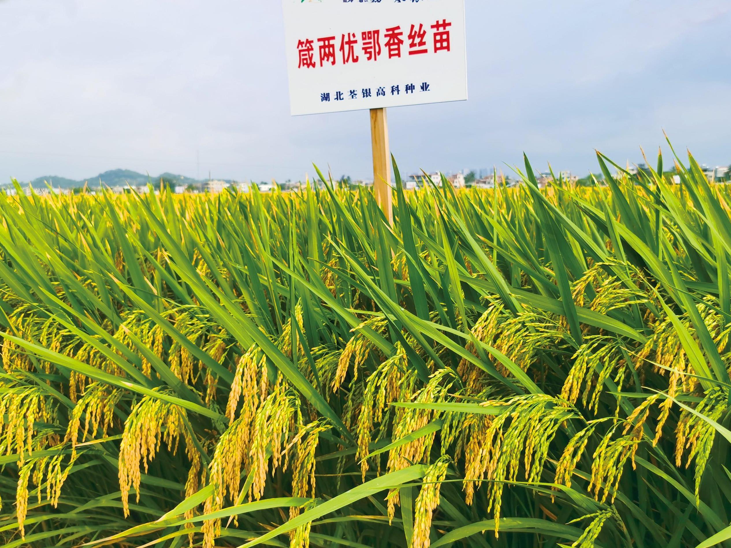 湖北荃銀高科種業 專注于雜交水稻種子的行業先鋒