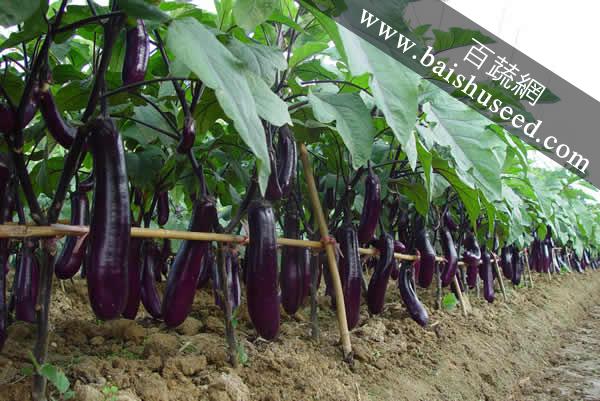 廣東粵蔬貝司特3號(hào)長(zhǎng)茄 農(nóng)科院遲熟高產(chǎn)品種，畝產(chǎn)超5000公斤的種植優(yōu)選